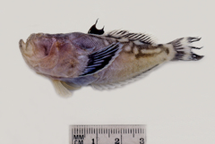 Ichthyscopus nigripinnis