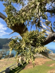 Juniperus maritima