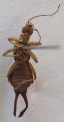 Ancistrogaster luctuosus