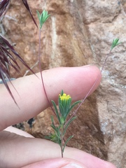 Rigiopappus leptocladus