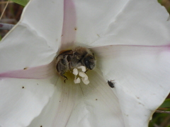 Diadasia bituberculata