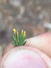 Rigiopappus leptocladus