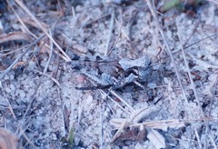 Pycnostictus seriatus