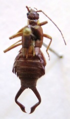 Ancistrogaster luctuosus
