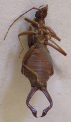 Ancistrogaster luctuosus