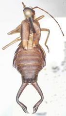 Ancistrogaster luctuosus