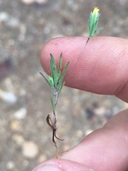 Rigiopappus leptocladus