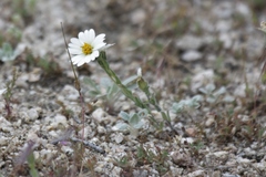 Layia glandulosa