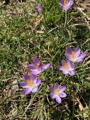 Crocus biflorus