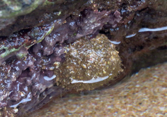 Onchidium