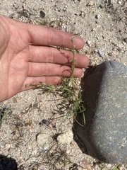 Pectocarya linearis ferocula