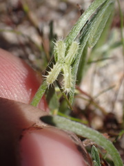 Pectocarya linearis ferocula