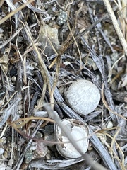 Cyathus pygmaeus