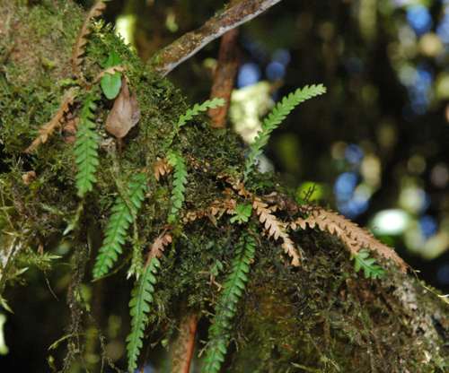 Xiphopterella sparsipilosa (Xiphopterella sparsipilosa)