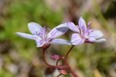 Claytonia virginica