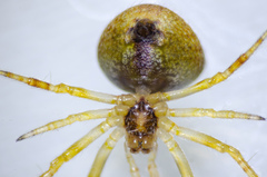 Araneus bispinosus