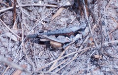 Pycnostictus seriatus