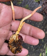 Ophiocordyceps melolonthae