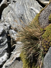 Rytidosperma australe