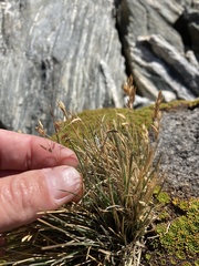 Rytidosperma australe