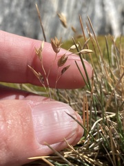 Rytidosperma australe