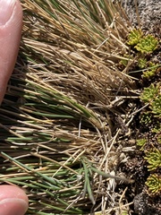 Rytidosperma australe