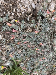 Acmispon neomexicanus