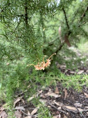 Grevillea juniperina