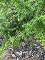Grevillea juniperina