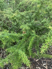 Grevillea juniperina