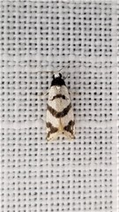 Lepidoscia characota