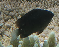 Pomacentrus opisthostigma