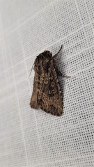 Dasygaster padockina