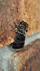 Proteuxoa sanguinipuncta