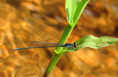Pseudagrion pruinosum