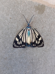 Cyclosia latipennis