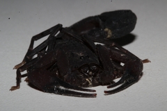 Tityus metuendus