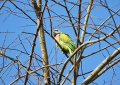 Psittacula alexandri