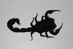 Tityus metuendus