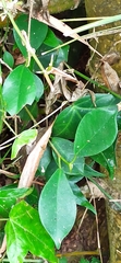 Ficus microcarpa microcarpa