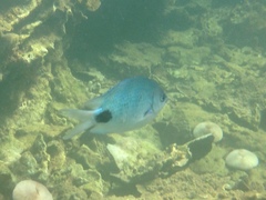 Abudefduf sparoides
