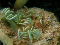 Neomeris vanbosseae