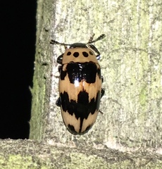 Ischyrus quadripunctatus