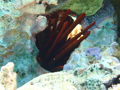 Heterocentrotus mamillatus