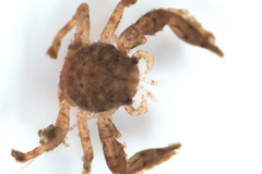Pisidia