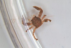Pisidia