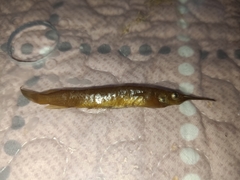 Dermogenys collettei