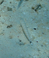 Parapercis clathrata