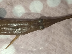 Dermogenys collettei