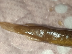 Dermogenys collettei